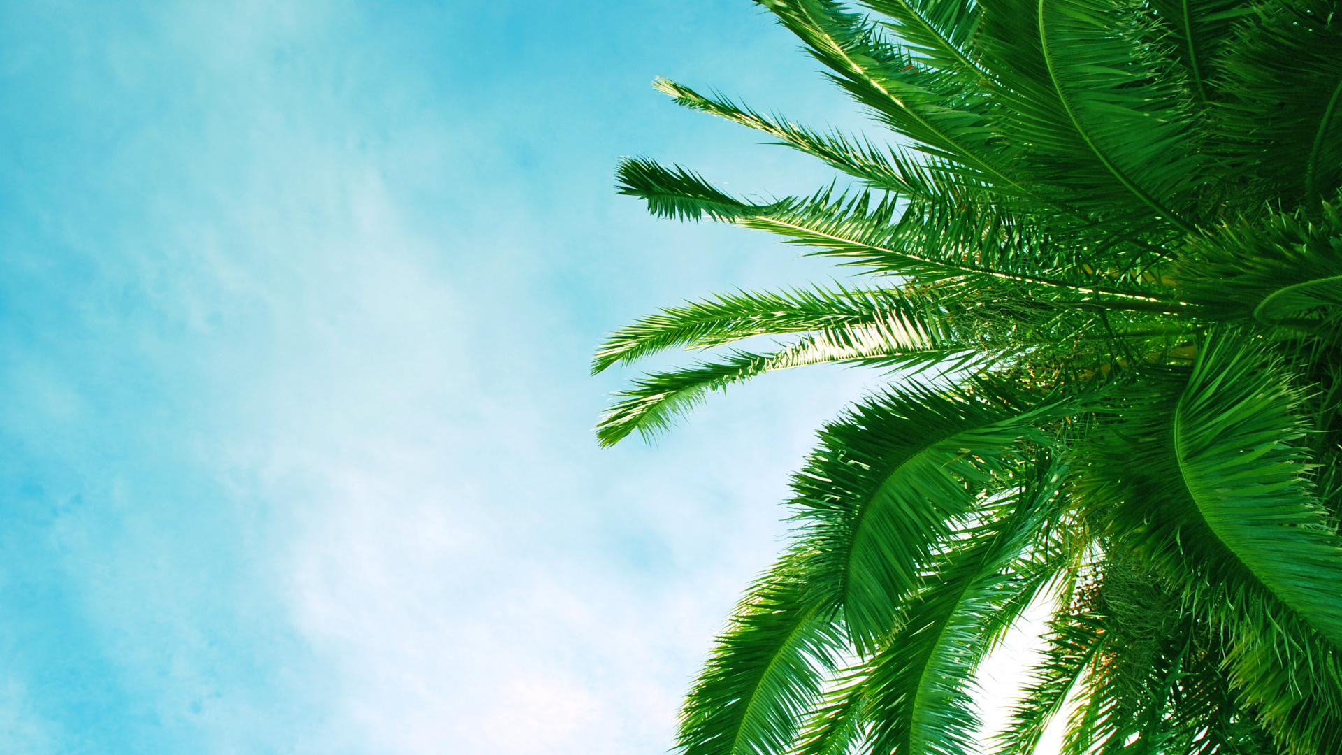 Обои пальмовые рощи, лист, дерево, растительность, зеленый в разрешении 1920x1080