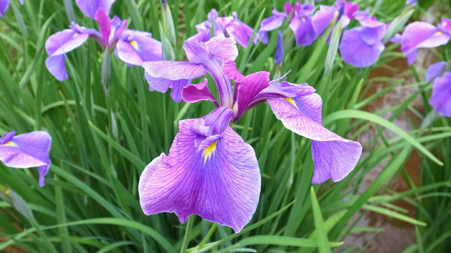 Обои цветковое растение, пурпур, растение, лишай Айрис, семейства ирисовых в разрешении 1920x1080