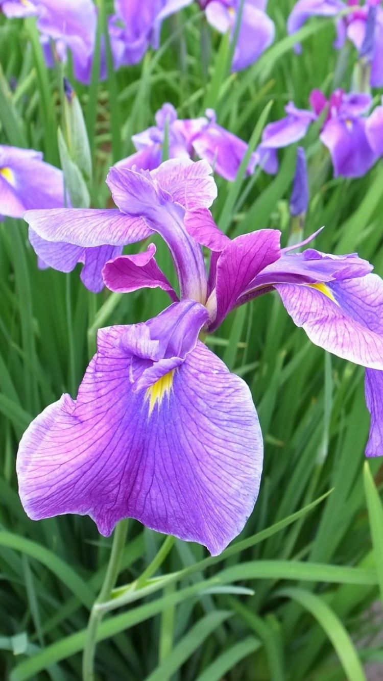 Обои цветковое растение, пурпур, растение, лишай Айрис, семейства ирисовых в разрешении 750x1334