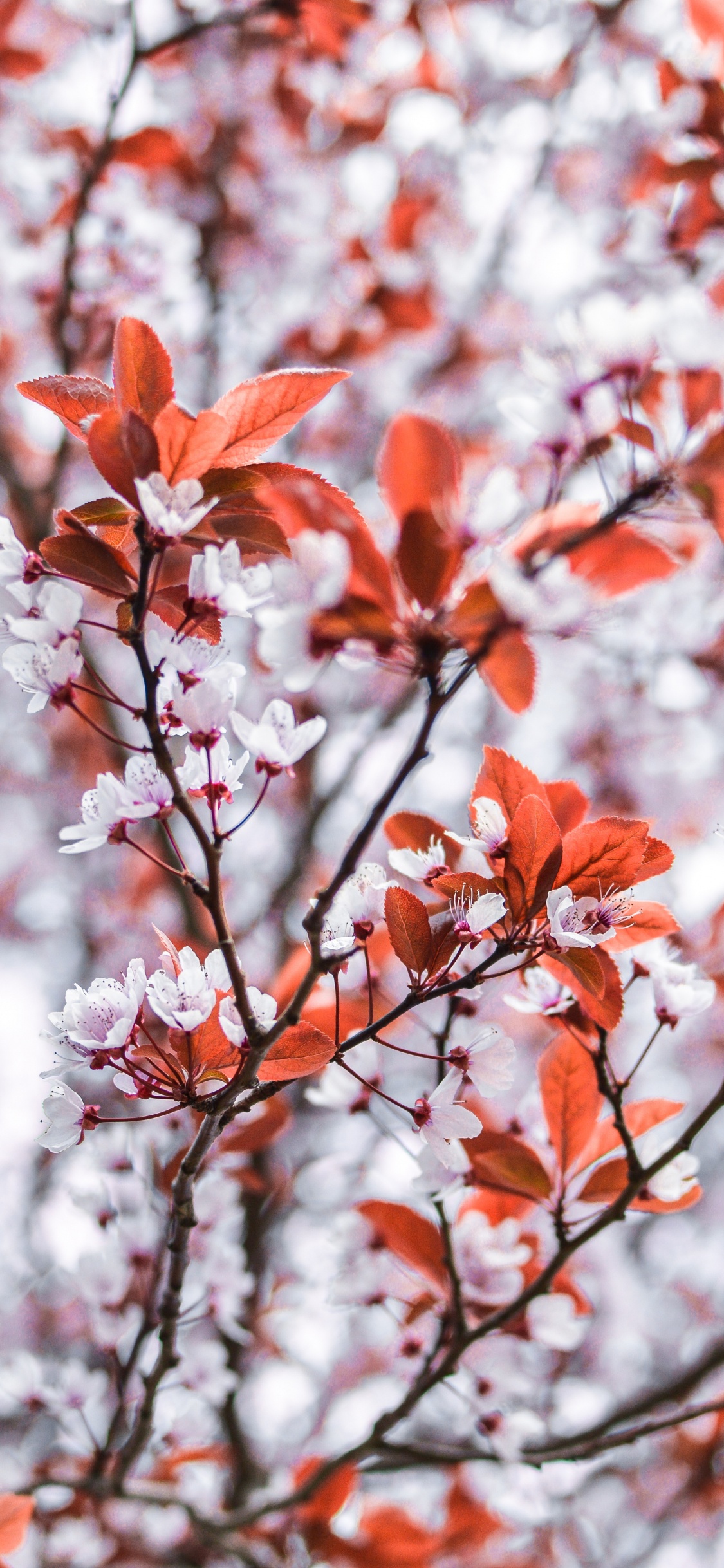 Обои цветок, дерево, ветвь, прут, красный цвет в разрешении 1125x2436