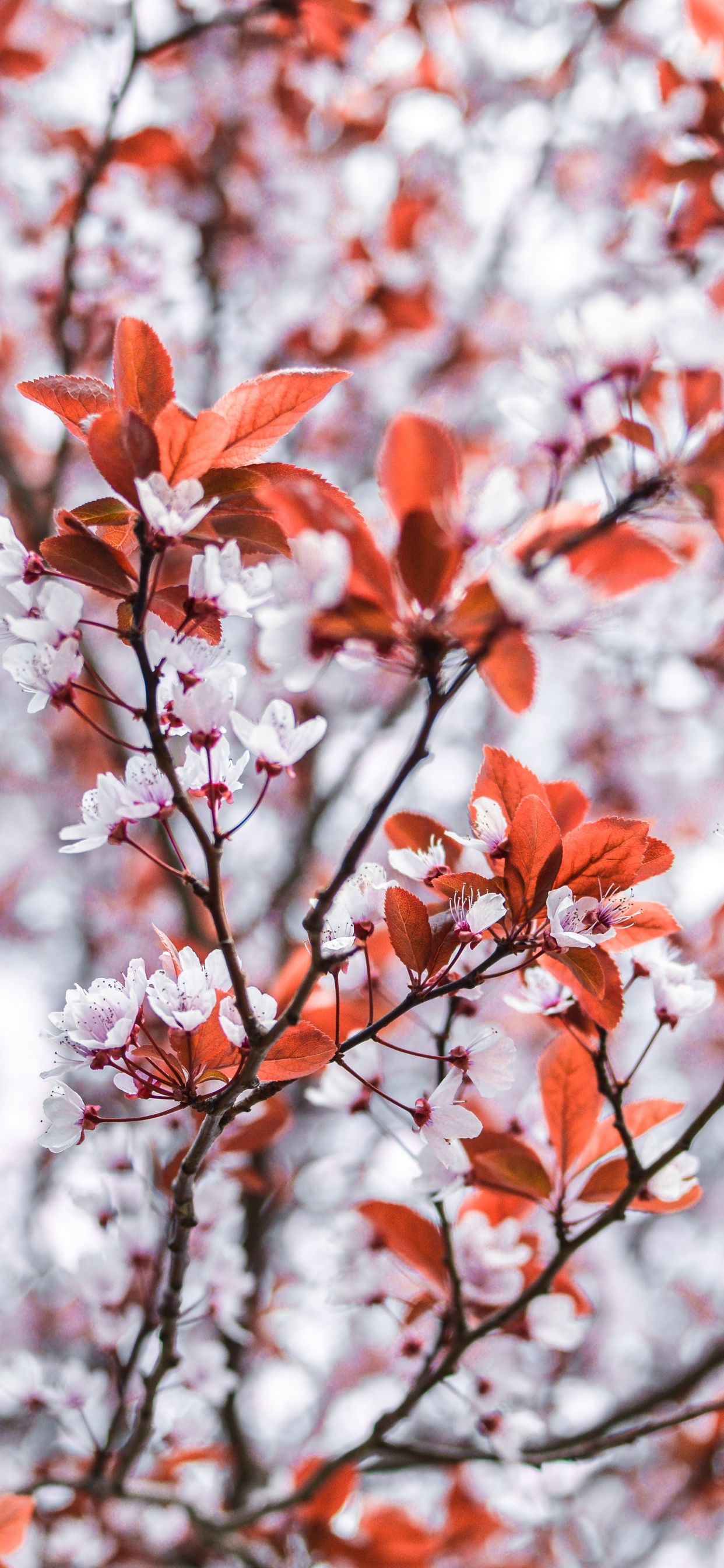 Обои цветок, дерево, ветвь, прут, красный цвет в разрешении 1242x2688