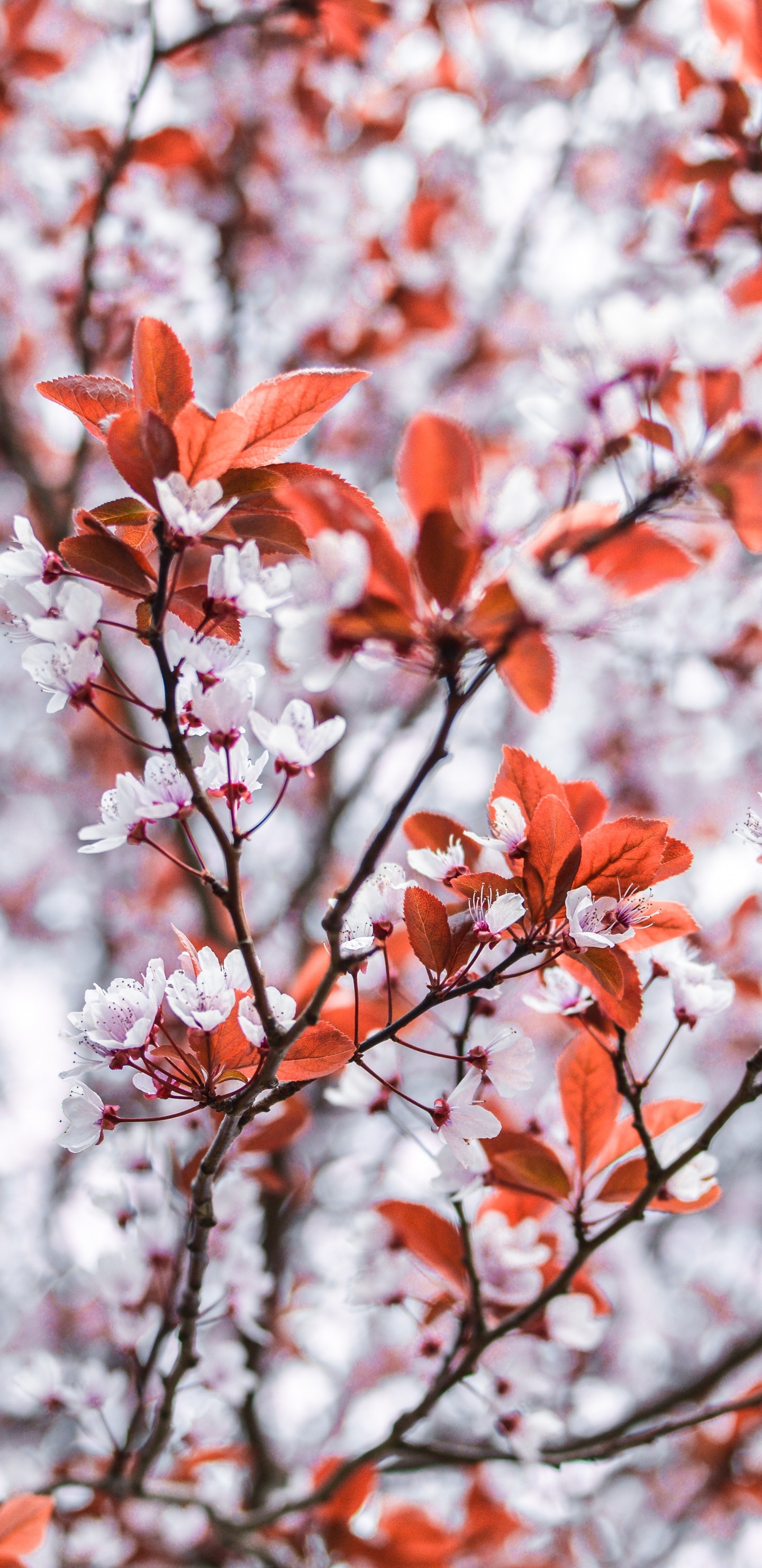 Обои цветок, дерево, ветвь, прут, красный цвет в разрешении 1440x2960