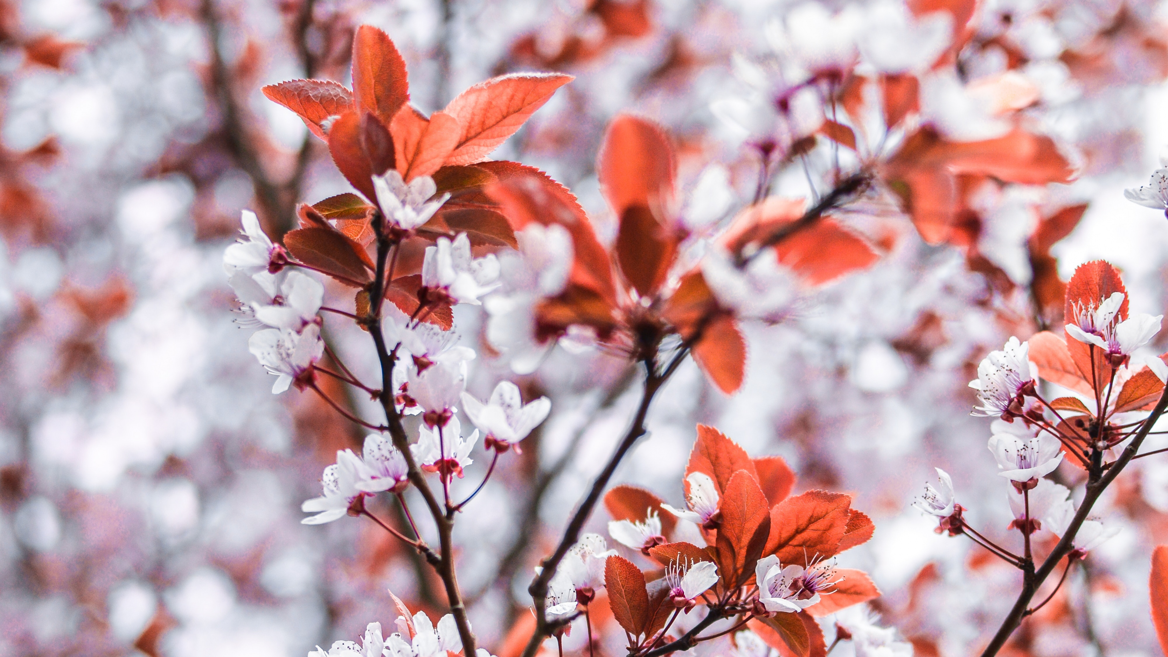 Обои цветок, дерево, ветвь, прут, красный цвет в разрешении 3840x2160