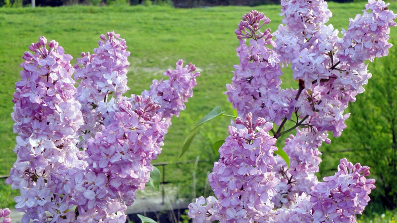 Обои сирень, цветковое растение, весна, однолетнее растение, английская лаванда в разрешении 1280x720