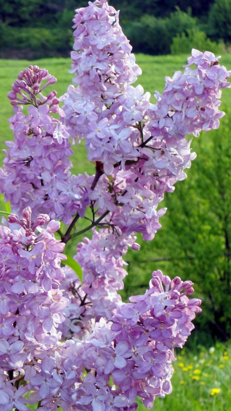 Обои сирень, цветковое растение, весна, однолетнее растение, английская лаванда в разрешении 750x1334