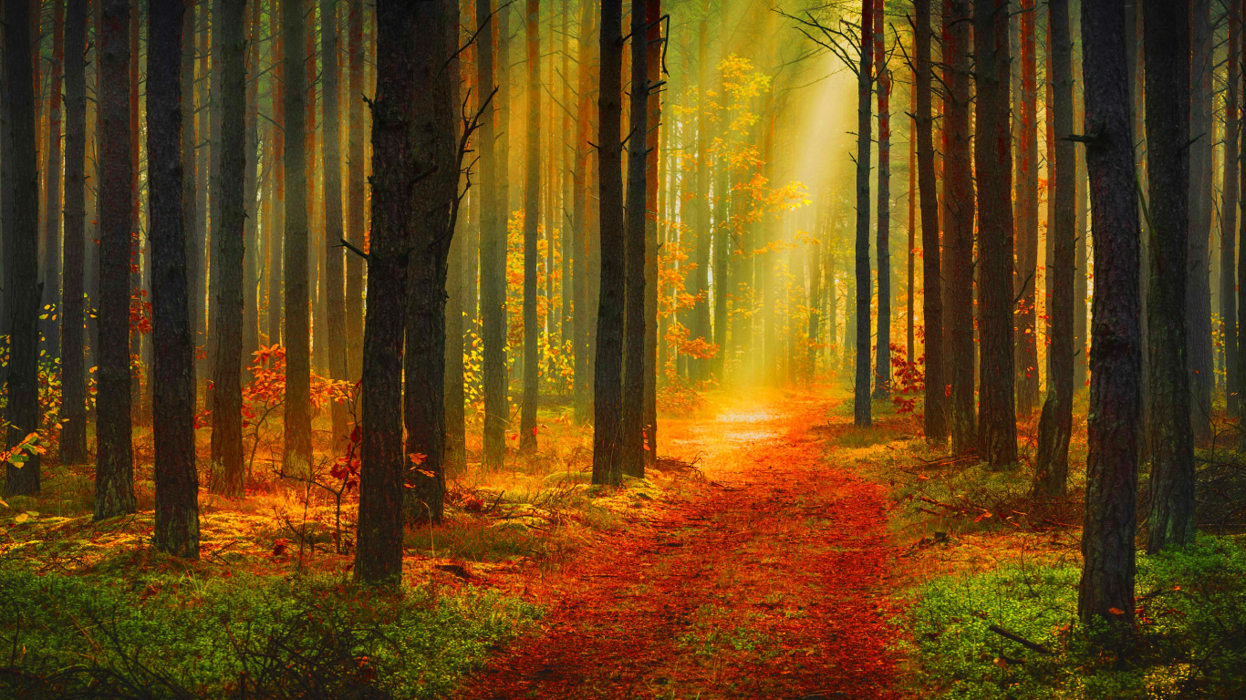 Обои лес, дерево, природа, лесистая местность, гобелен в разрешении 1366x768