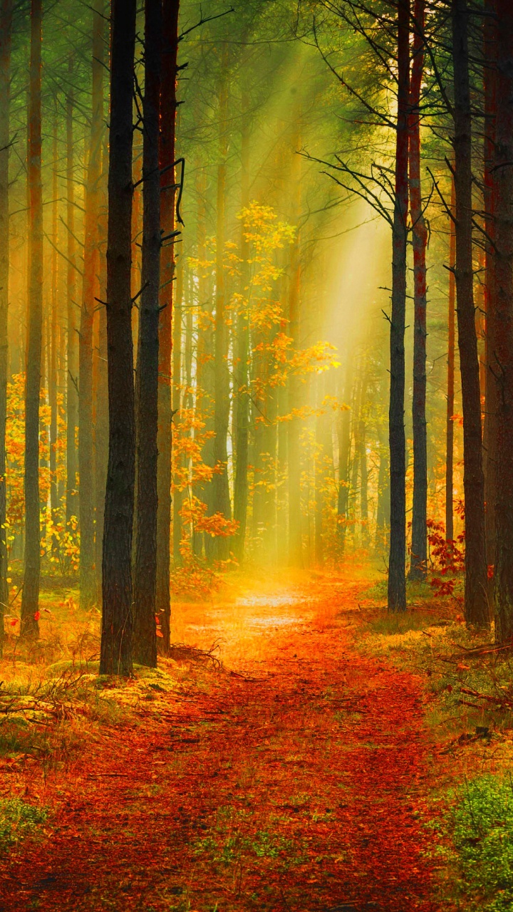 Обои лес, дерево, природа, лесистая местность, гобелен в разрешении 720x1280