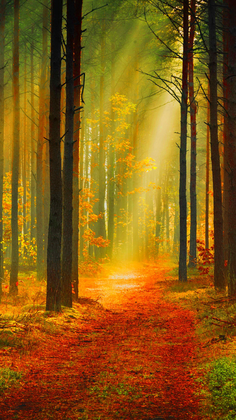 Обои лес, дерево, природа, лесистая местность, гобелен в разрешении 750x1334