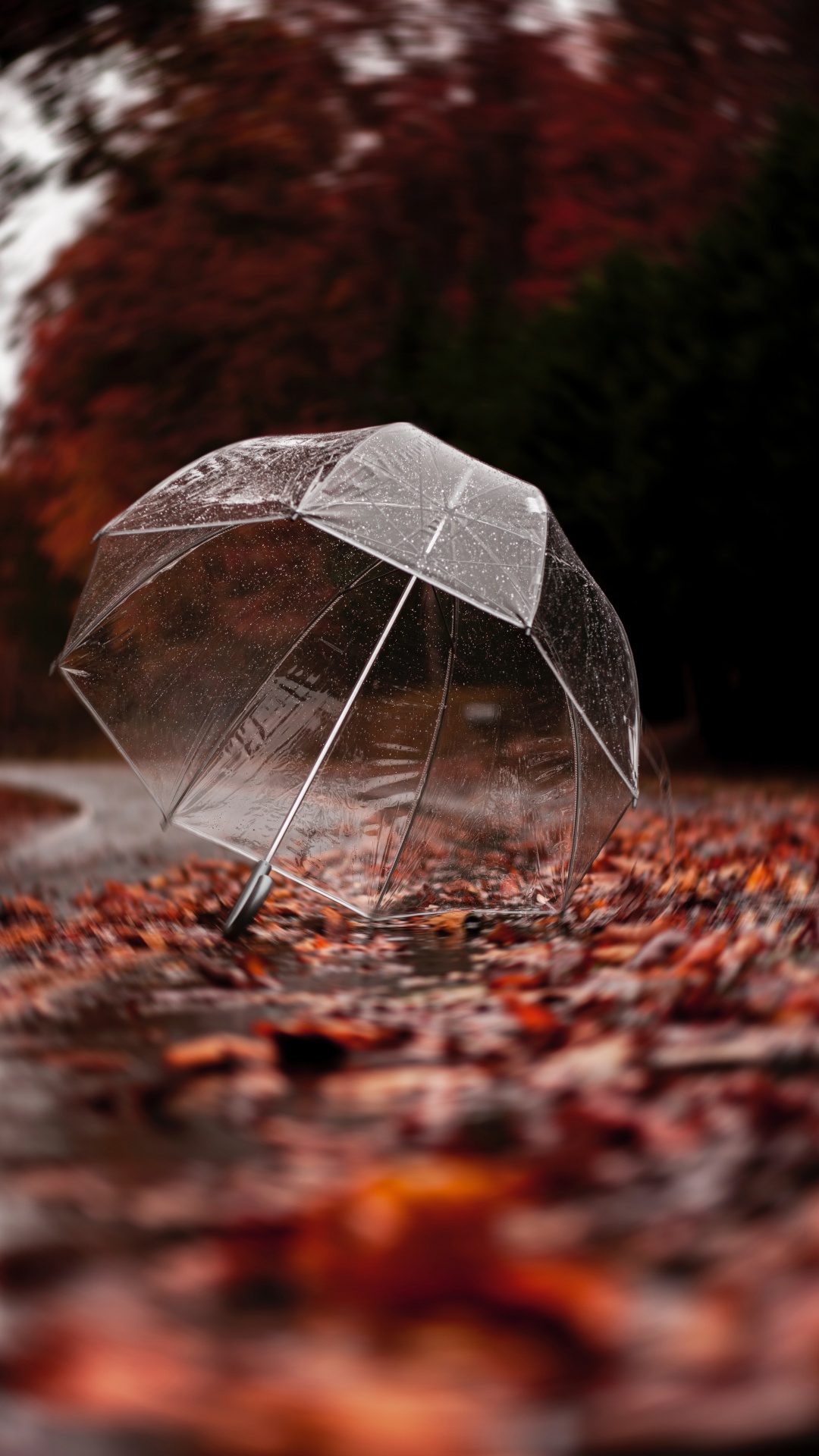 Обои зонтик, лист, рок, дерево, отражение в разрешении 1080x1920
