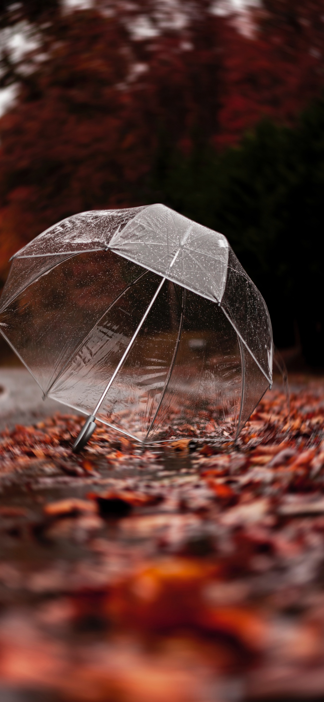 Обои зонтик, лист, рок, дерево, отражение в разрешении 1242x2688