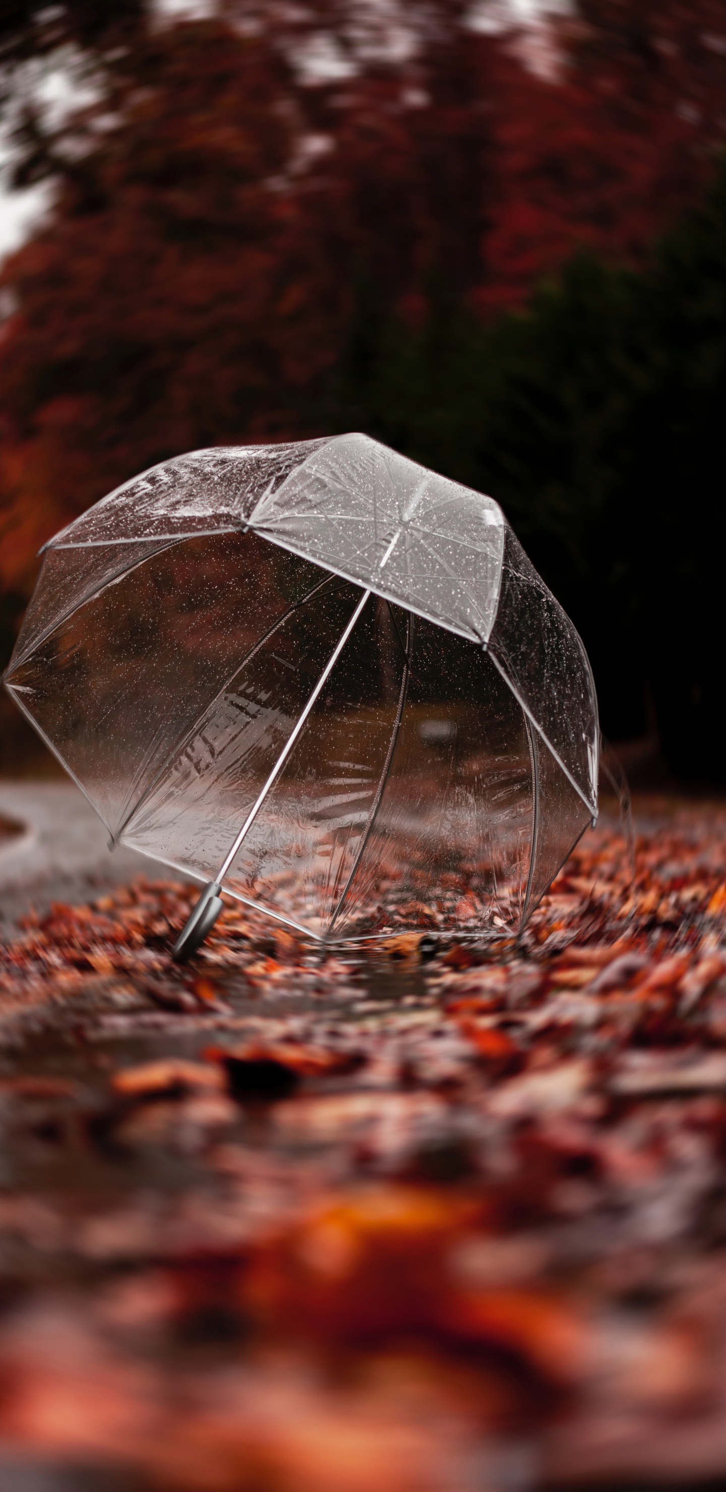 Обои зонтик, лист, рок, дерево, отражение в разрешении 1440x2960