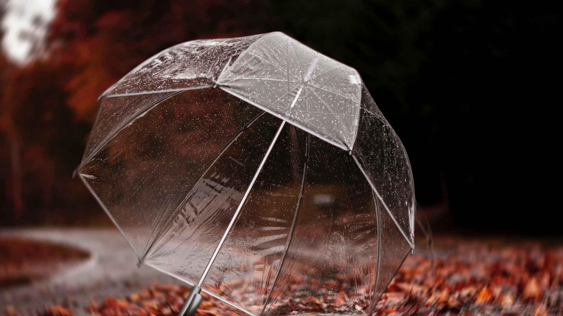 Обои зонтик, лист, рок, дерево, отражение в разрешении 1920x1080