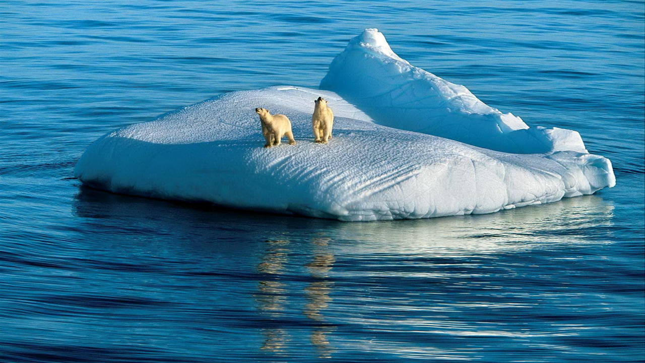 Обои белый медведь, Полярная Одержимость, айсберг, морской лед, лед в разрешении 1280x720