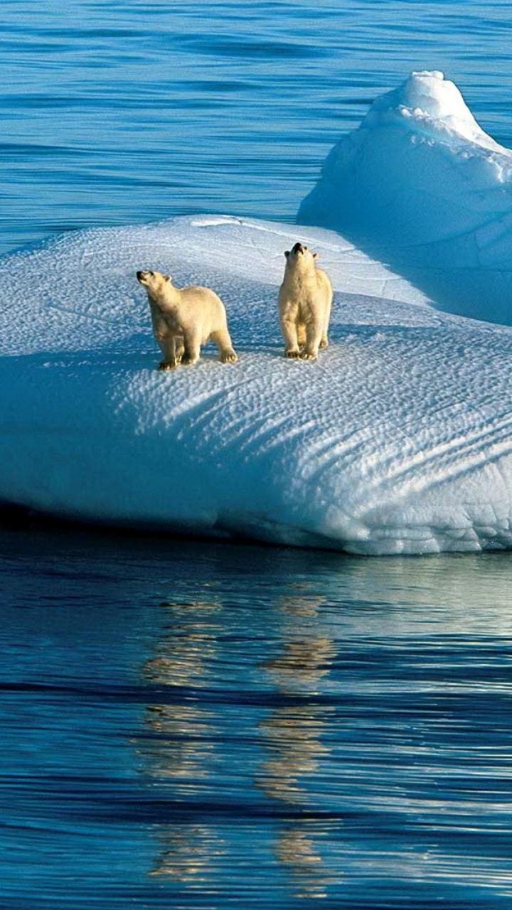 Обои белый медведь, Полярная Одержимость, айсберг, морской лед, лед в разрешении 720x1280