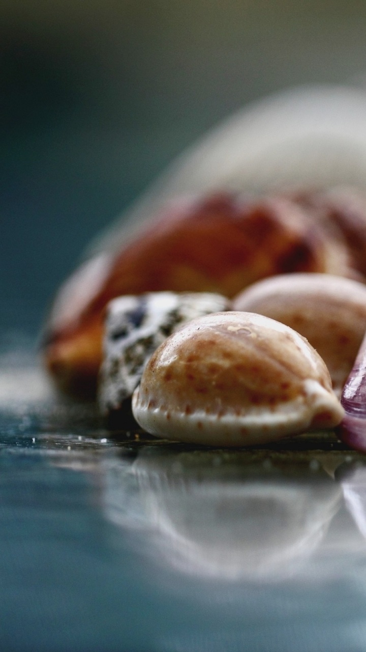 Обои ракушка в разрешении 720x1280