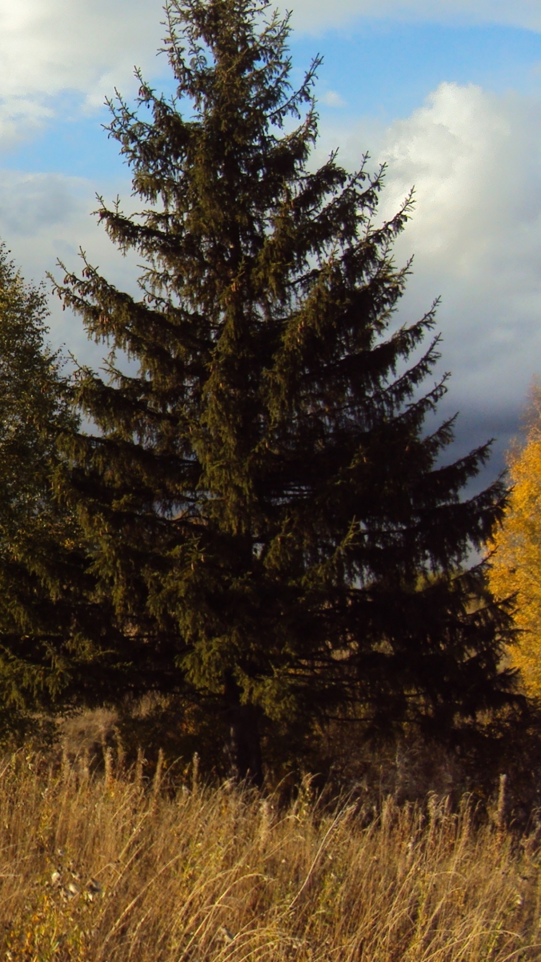 Обои природа, дерево, облако, дикая местность, пастбища в разрешении 1080x1920