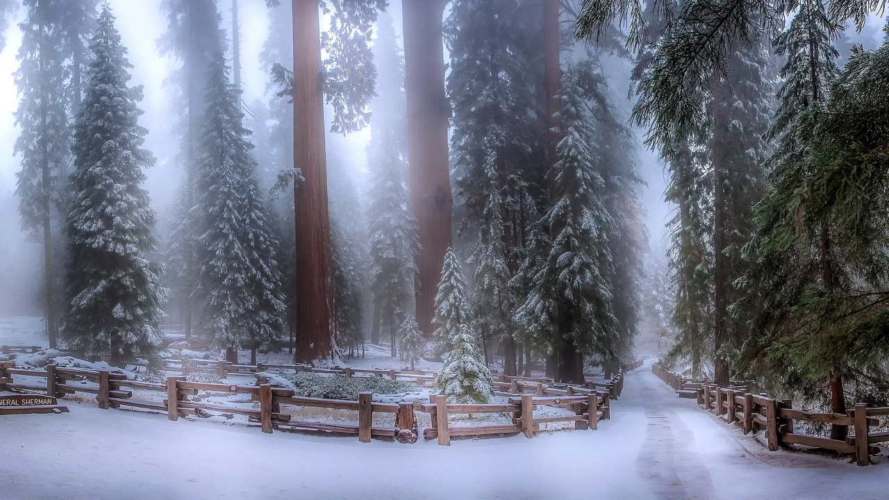 Обои зима, снег, лес, дерево, замораживание в разрешении 1280x720
