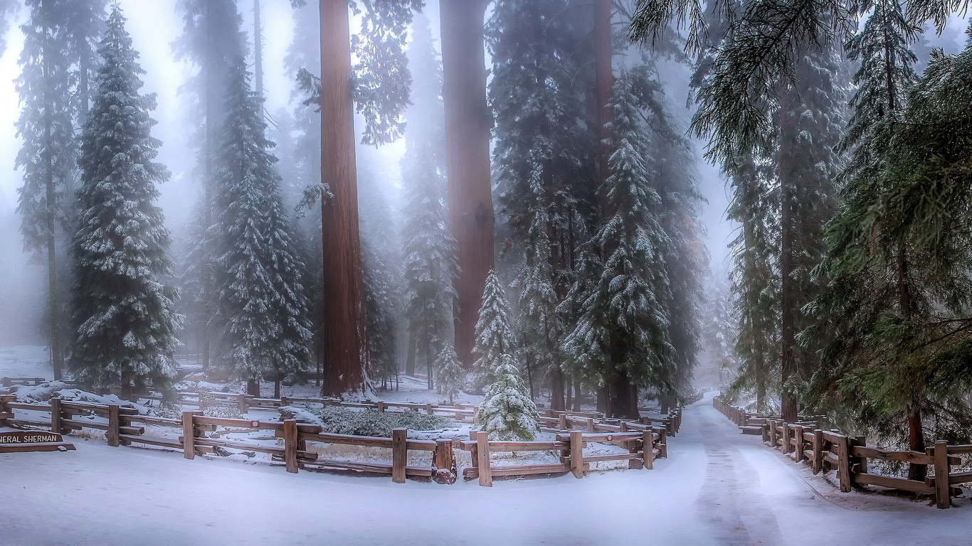 Обои зима, снег, лес, дерево, замораживание в разрешении 1366x768