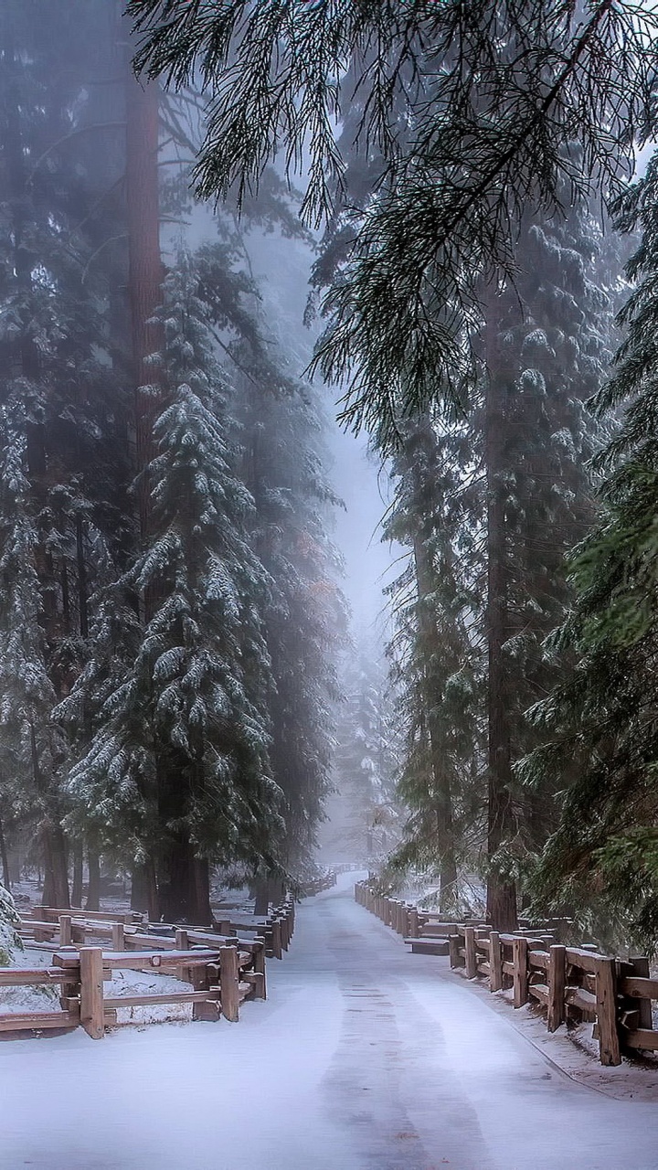Обои зима, снег, лес, дерево, замораживание в разрешении 720x1280