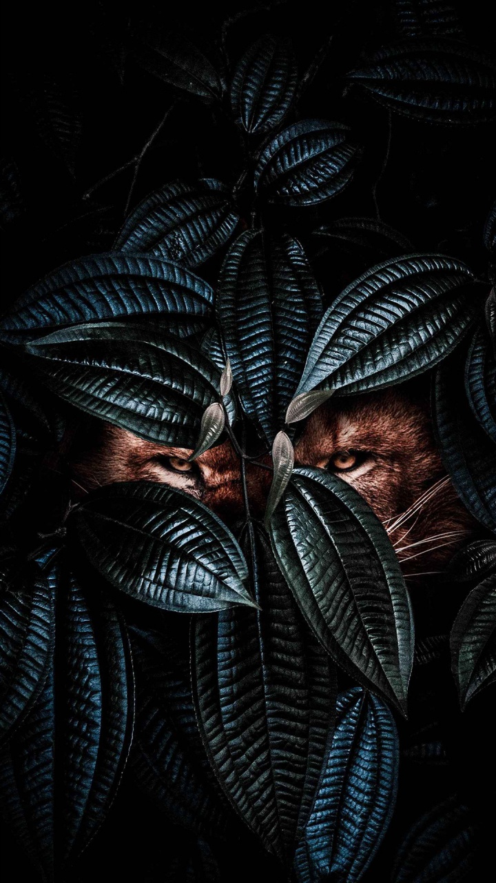 Обои львиные глаза, узор, наземное растение, темнота, симметрия в разрешении 720x1280