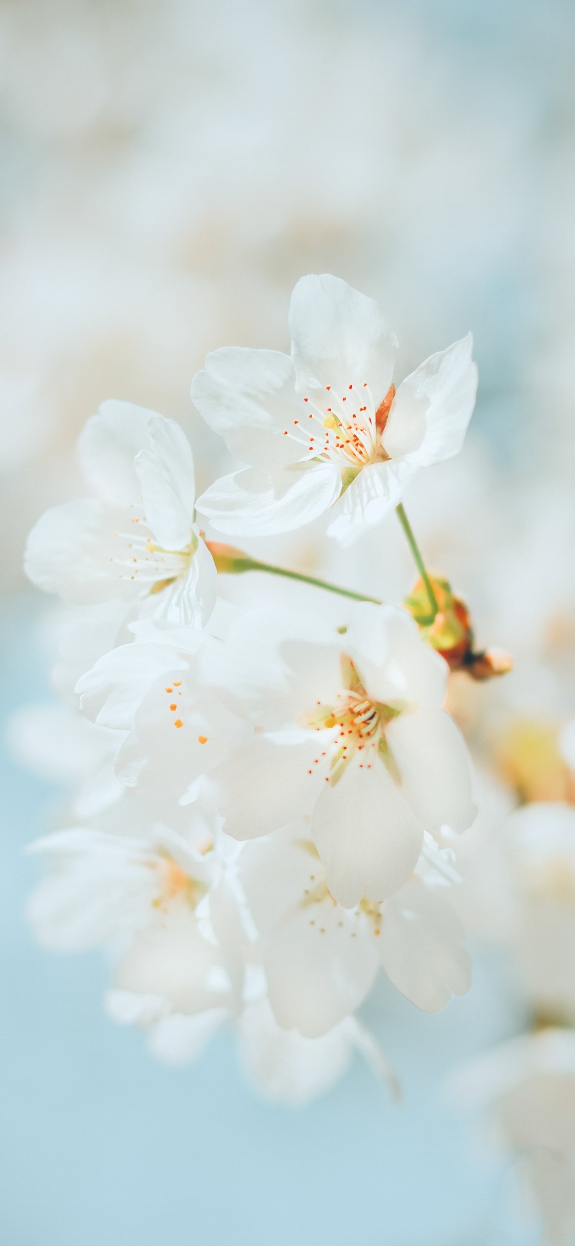 Обои цветение вишни, цветок, вишня, растение, лепесток в разрешении 1125x2436