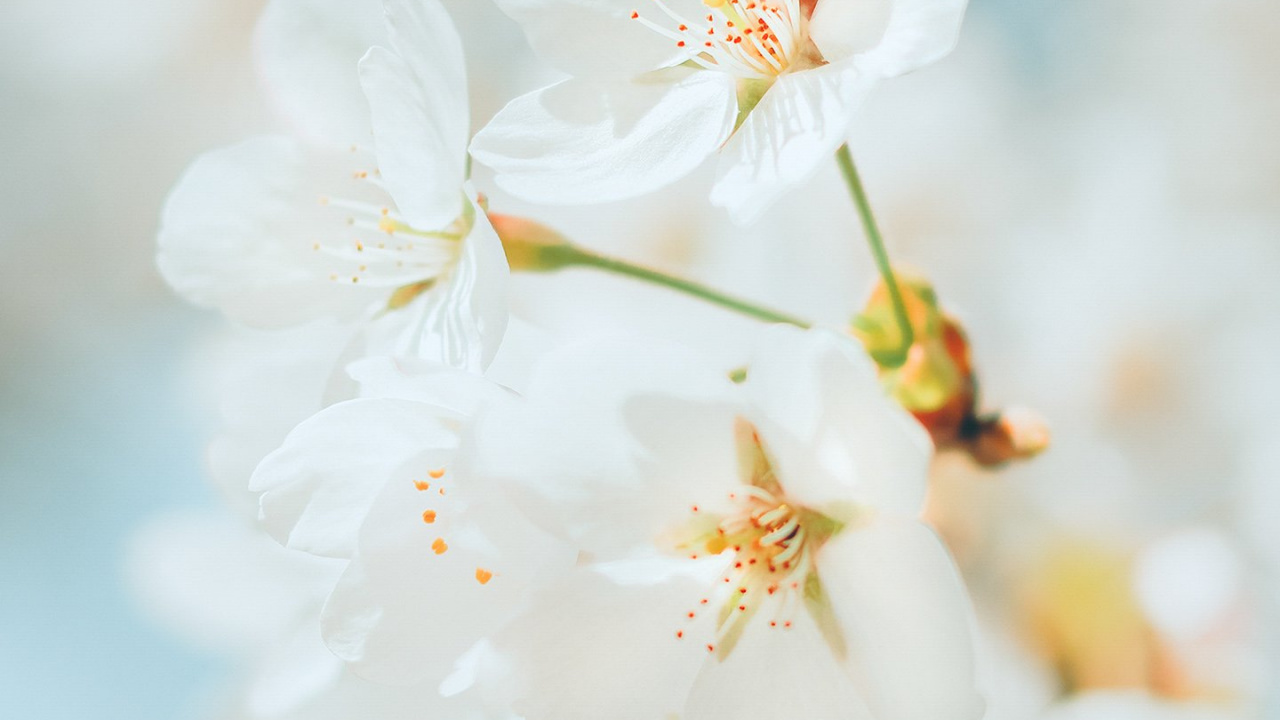 Обои цветение вишни, цветок, вишня, растение, лепесток в разрешении 1280x720
