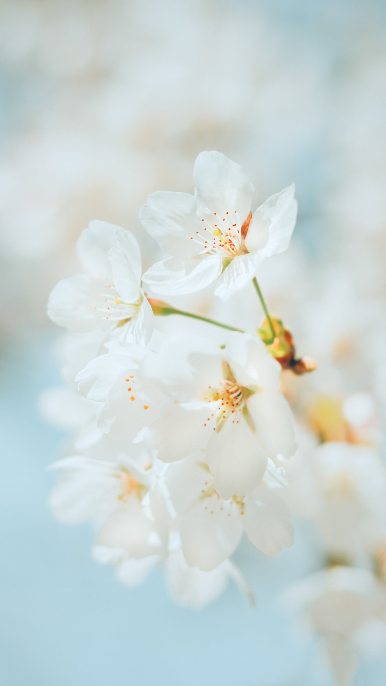 Обои цветение вишни, цветок, вишня, растение, лепесток в разрешении 750x1334