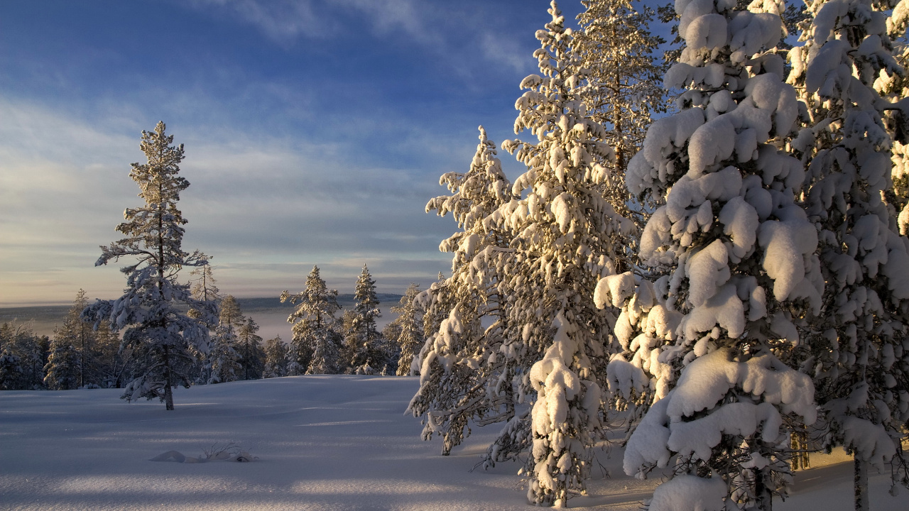 Обои зима, снег, дерево, замораживание, мороз в разрешении 1280x720