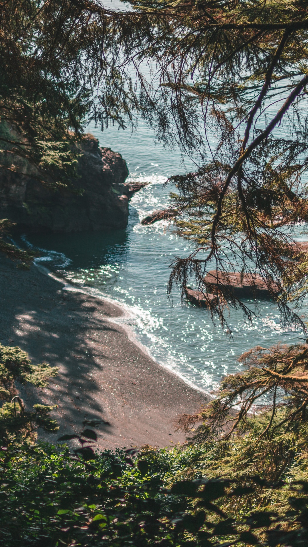 Обои лес, природа, природный ландшафт, вода, окружающая среда в разрешении 1080x1920