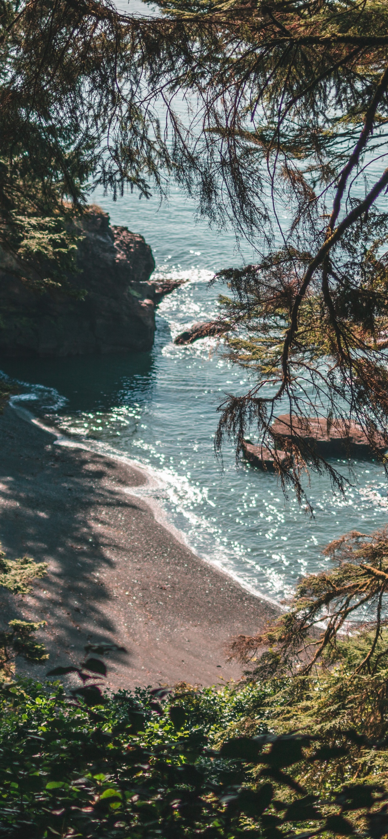 Обои лес, природа, природный ландшафт, вода, окружающая среда в разрешении 1242x2688