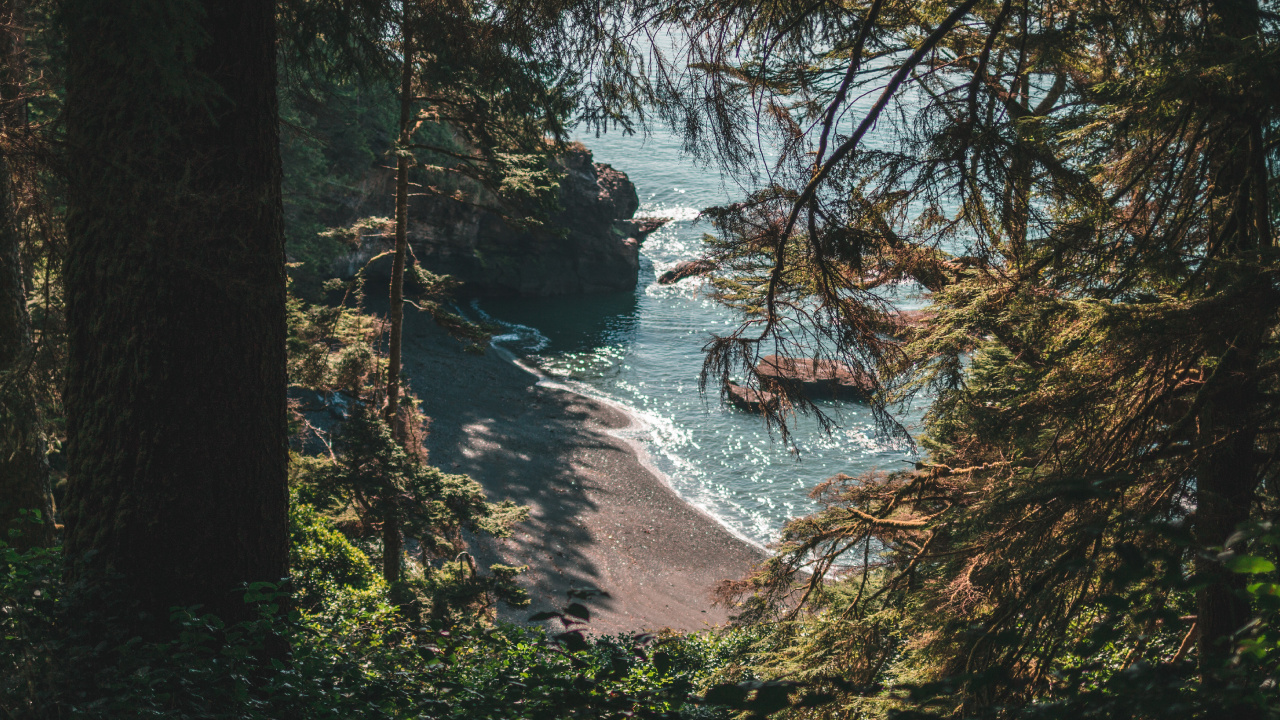 Обои лес, природа, природный ландшафт, вода, окружающая среда в разрешении 1280x720