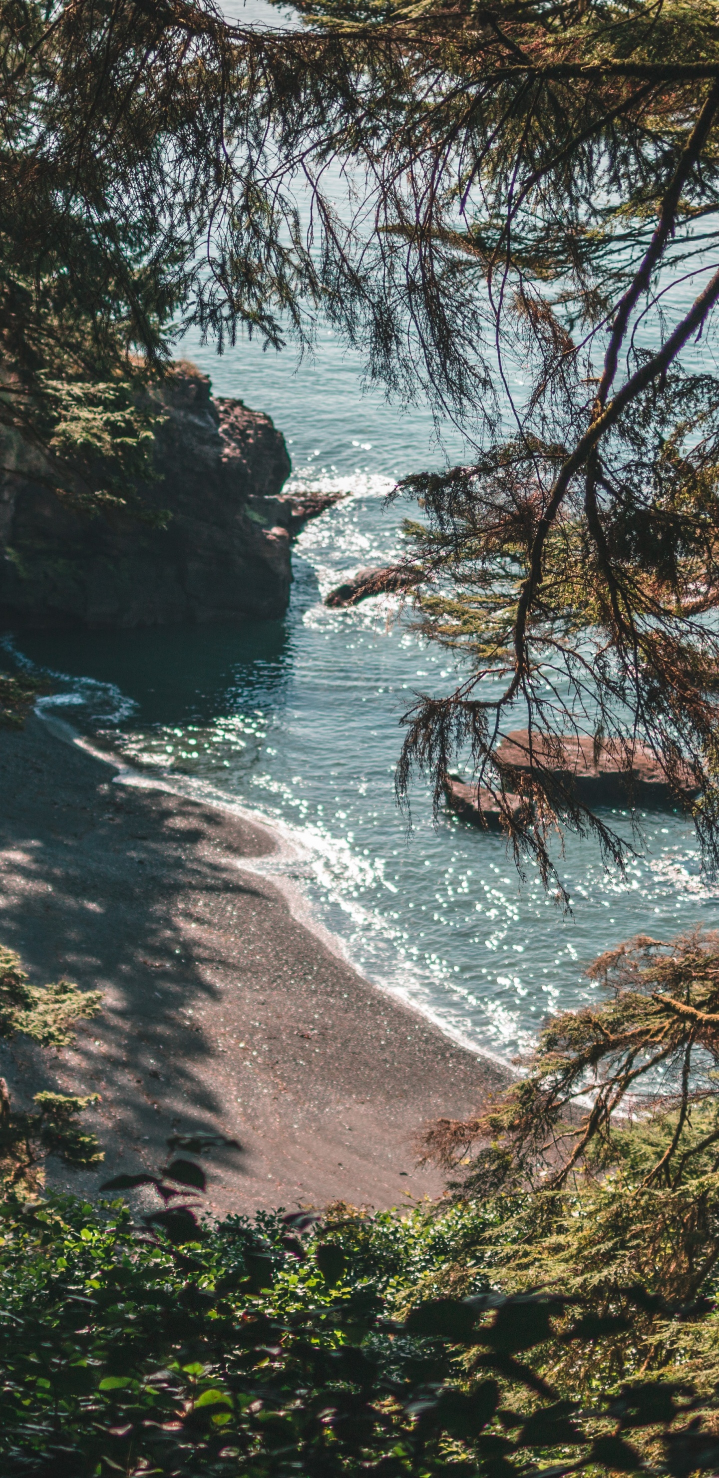 Обои лес, природа, природный ландшафт, вода, окружающая среда в разрешении 1440x2960