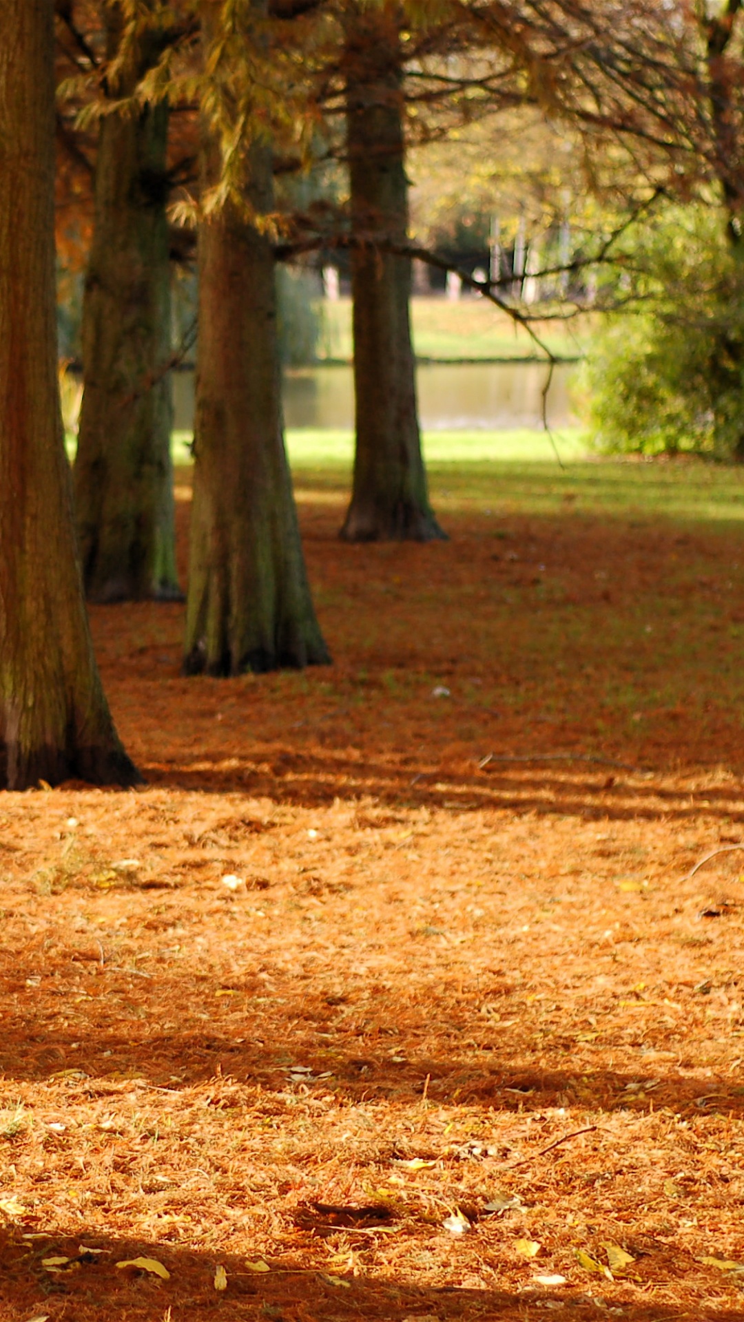 Обои дерево, природа, лист, лесистая местность, роща в разрешении 1080x1920