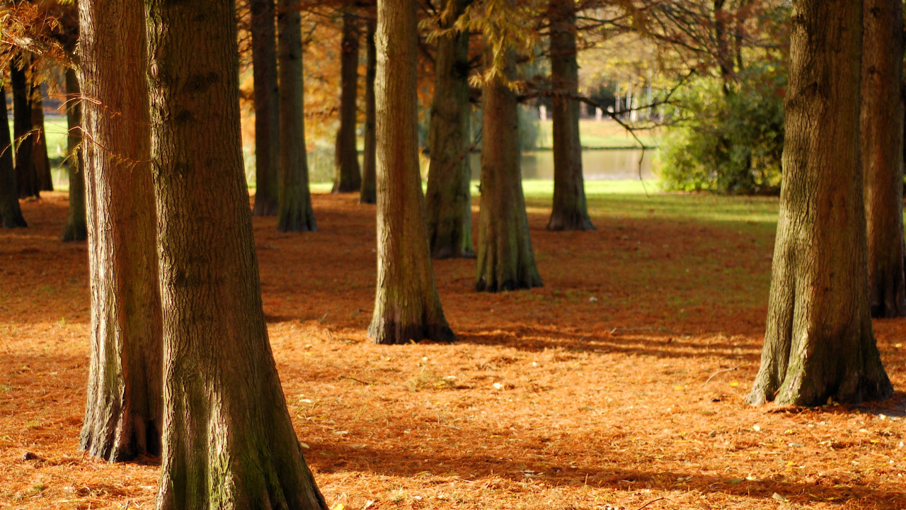 Обои дерево, природа, лист, лесистая местность, роща в разрешении 1280x720