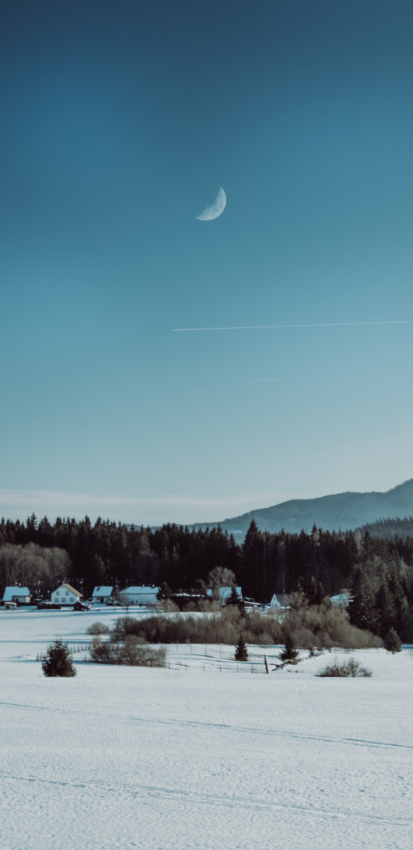 Обои пейзажная живопись, снег, зима, дерево, замораживание в разрешении 1440x2960