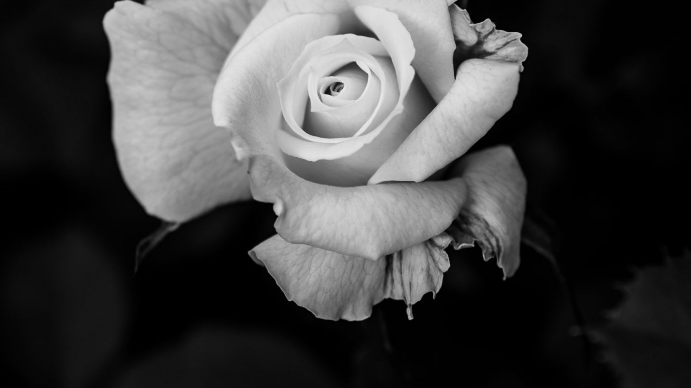 Обои Роза, планшет, цветок, растение, лепесток в разрешении 1366x768