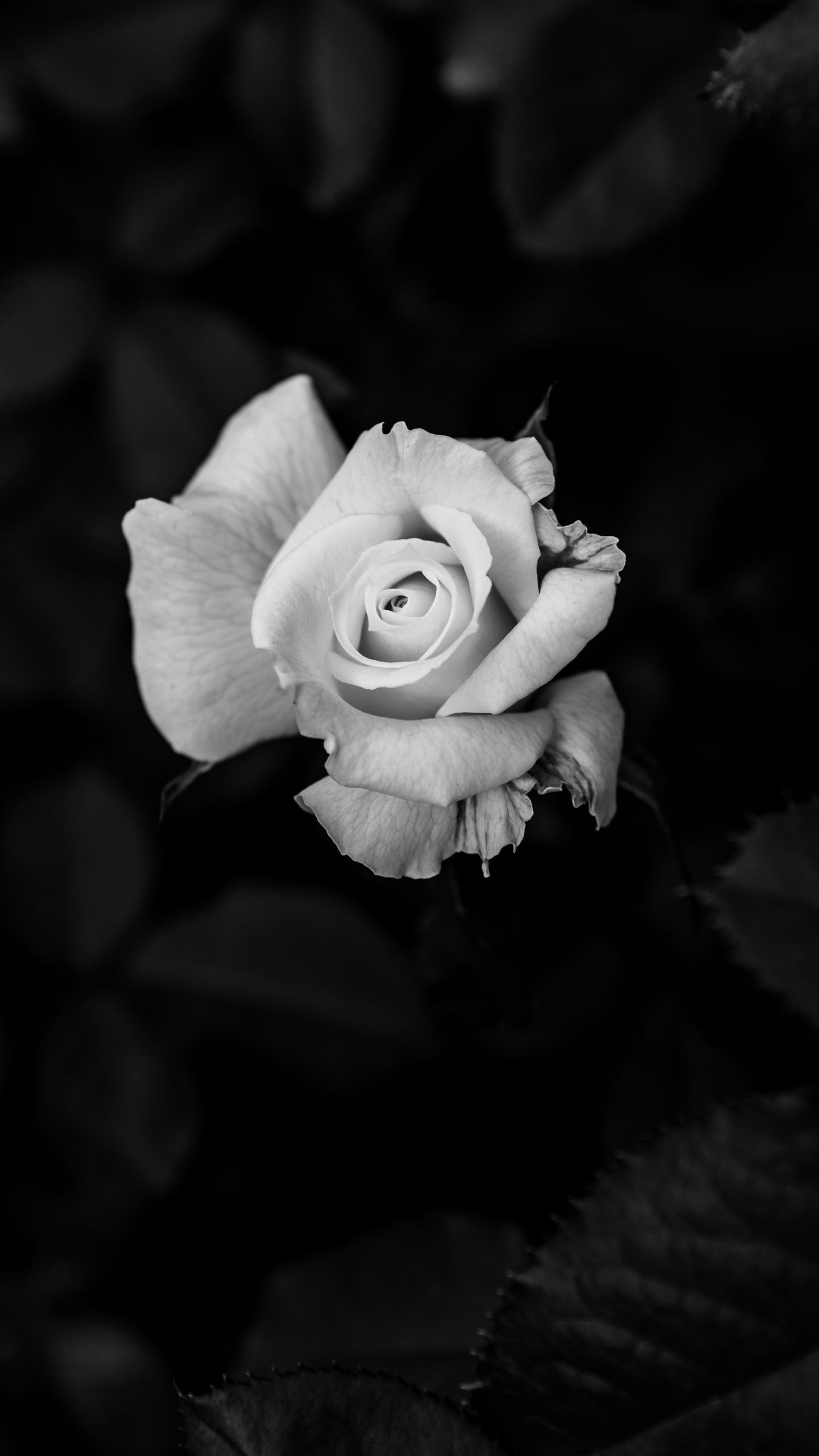 Обои Роза, планшет, цветок, растение, лепесток в разрешении 1440x2560