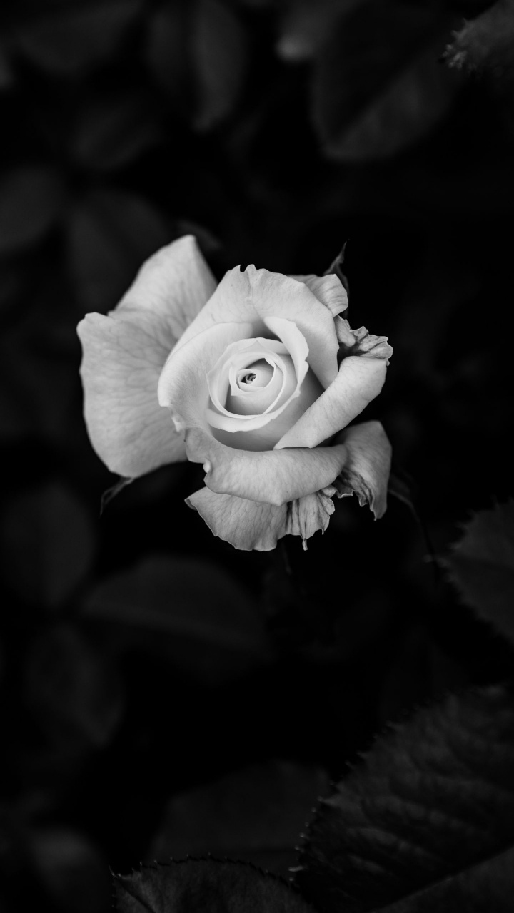 Обои Роза, планшет, цветок, растение, лепесток в разрешении 720x1280