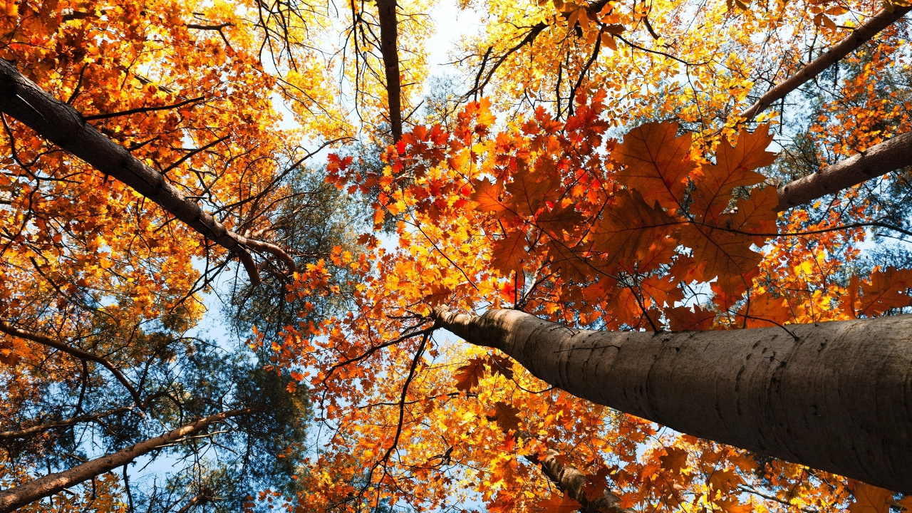 Обои дерево, лист, осень, листопадные, ветвь в разрешении 1280x720