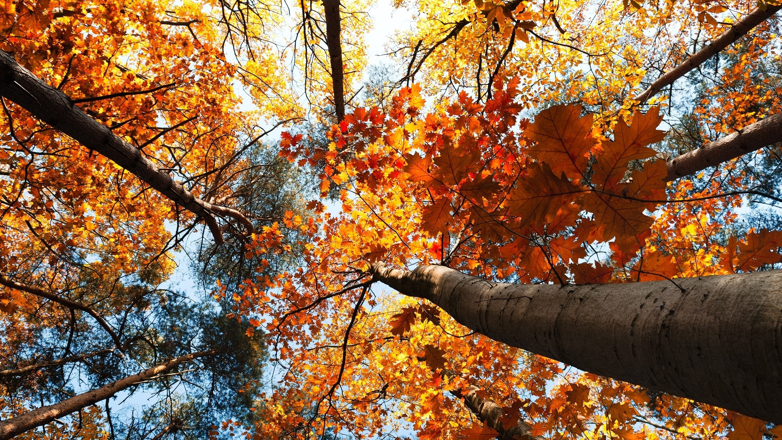Обои дерево, лист, осень, листопадные, ветвь в разрешении 2560x1440