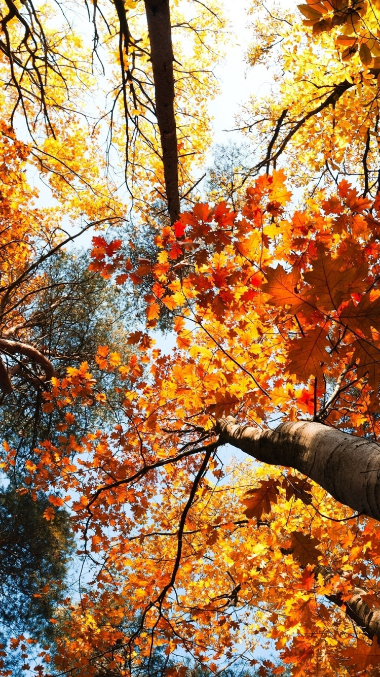 Обои дерево, лист, осень, листопадные, ветвь в разрешении 750x1334