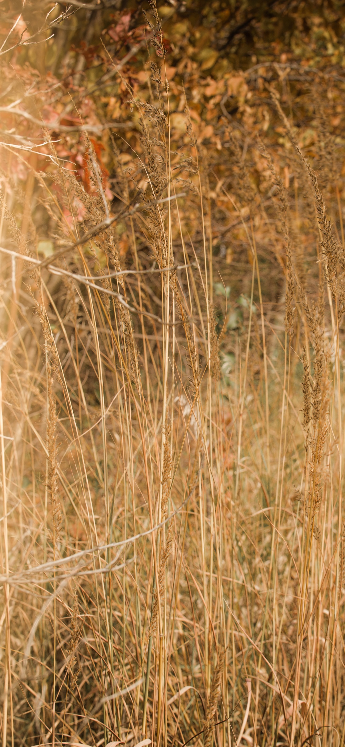 Обои древесина, сенокосное угодье, трава, солнечный свет, растение в разрешении 1125x2436