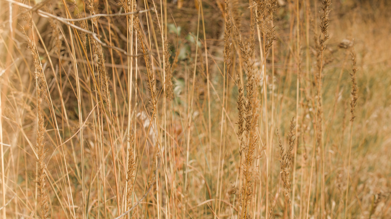 Обои древесина, сенокосное угодье, трава, солнечный свет, растение в разрешении 1280x720