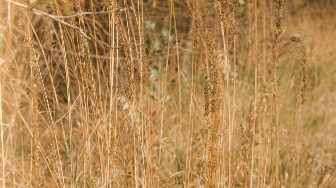 Обои древесина, сенокосное угодье, трава, солнечный свет, растение в разрешении 1366x768