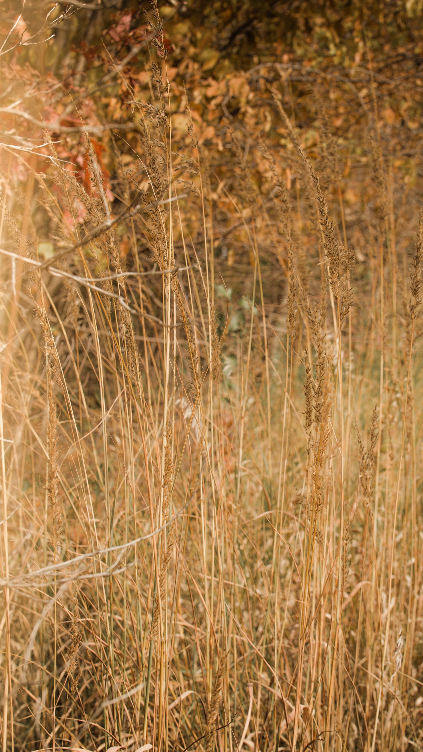 Обои древесина, сенокосное угодье, трава, солнечный свет, растение в разрешении 1440x2560