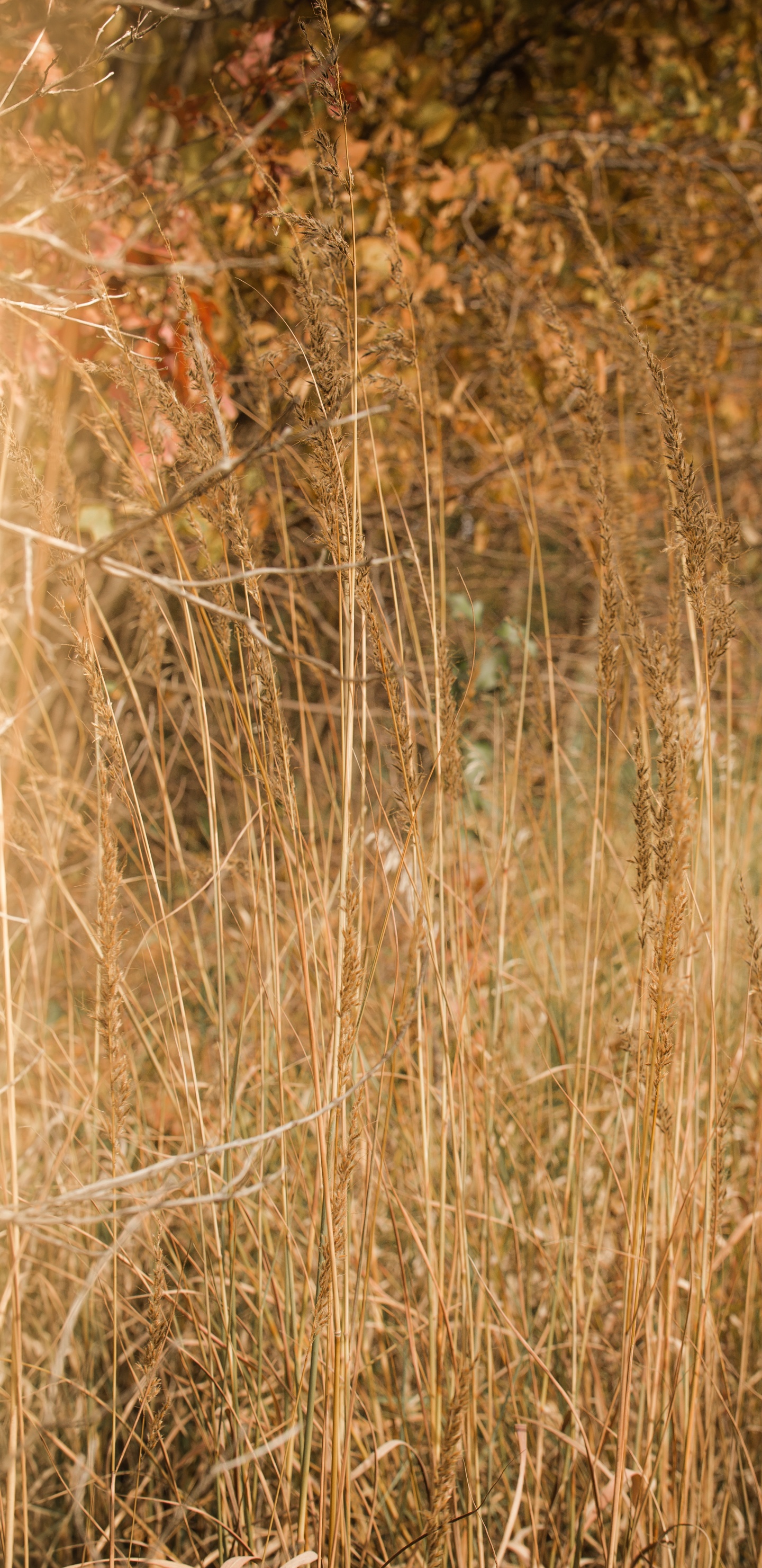 Обои древесина, сенокосное угодье, трава, солнечный свет, растение в разрешении 1440x2960