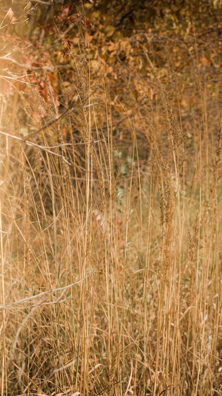 Обои древесина, сенокосное угодье, трава, солнечный свет, растение в разрешении 750x1334