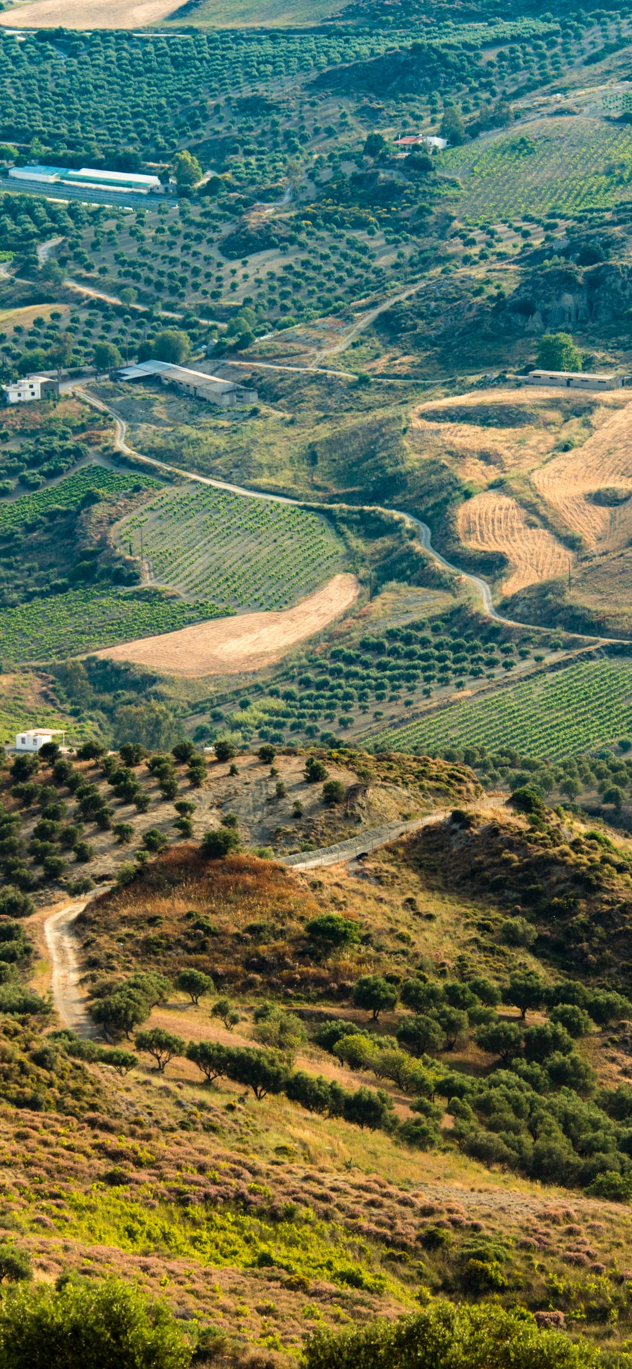 Обои растительное сообщество, экорегион, растение, гора, природный ландшафт в разрешении 1242x2688