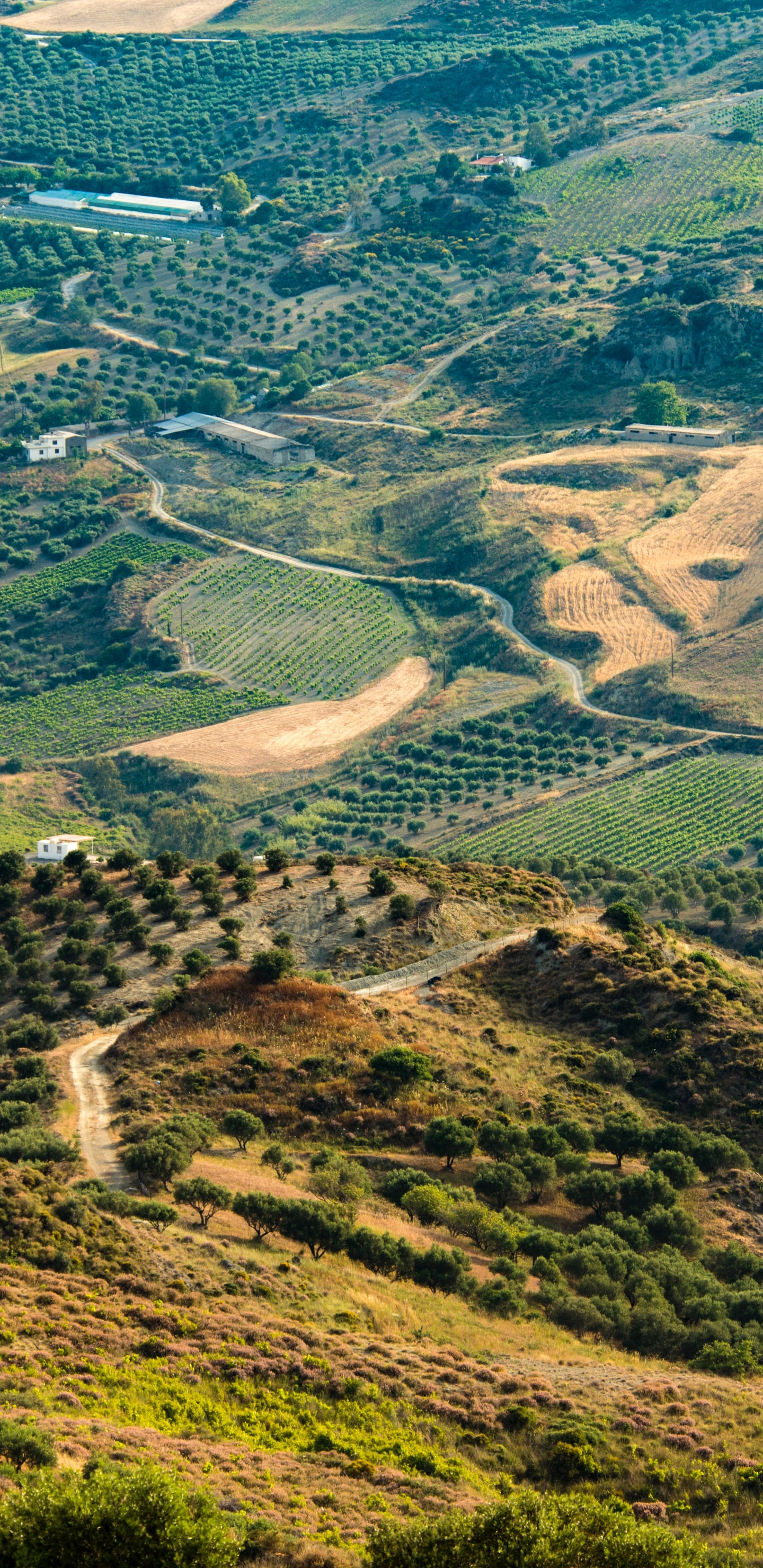 Обои растительное сообщество, экорегион, растение, гора, природный ландшафт в разрешении 1440x2960