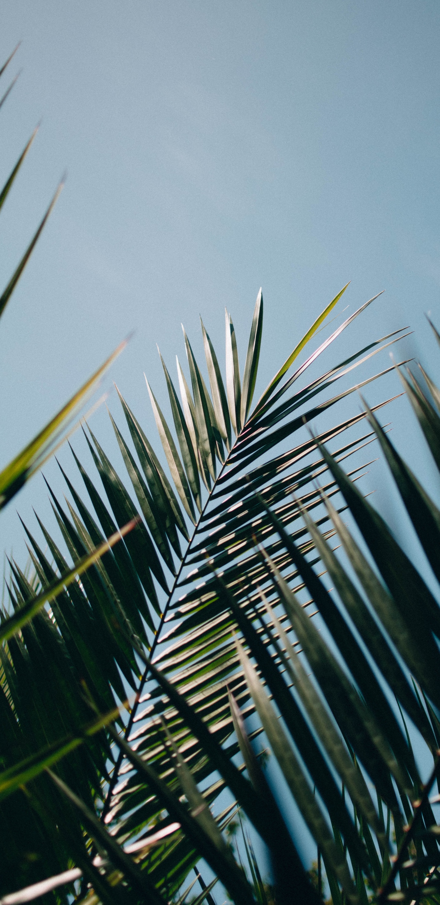 Обои elaeis, дерево, Пальма, Иеремия Палтан, лист в разрешении 1440x2960